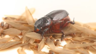 Böcek ve termitleri kapatın, Chiangmai Tayland 'ın dışında.