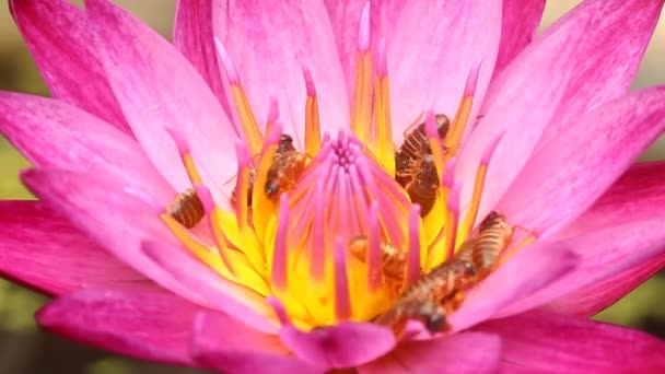 Termites Sur Fleur Lotus Rose Dans Jardin Chiangmai Thaïlande — Video