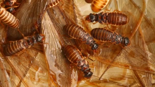 Fermer Les Termites Extérieur Chiangmai Thaïlande — Video