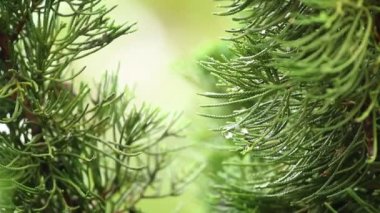 Yılbaşı ağacı yaprakları rüzgarla hareket ediyor, Chiangmai bölgesi Tayland