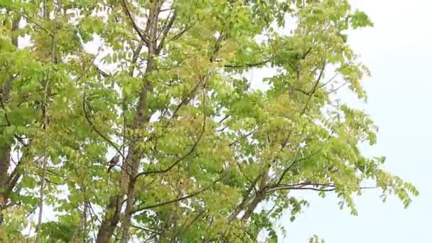 Strom Pohybující Větrem Provincie Chiangmai Thajsko — Stock video