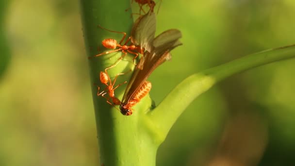 Fourmis Grimpant Sur Branche Arbre Chiangmai Thaïlande — Video