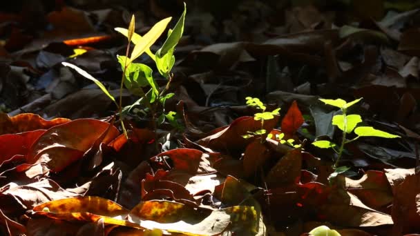 Hermoso Plano Botánico Fondo Pantalla Natural — Vídeo de stock