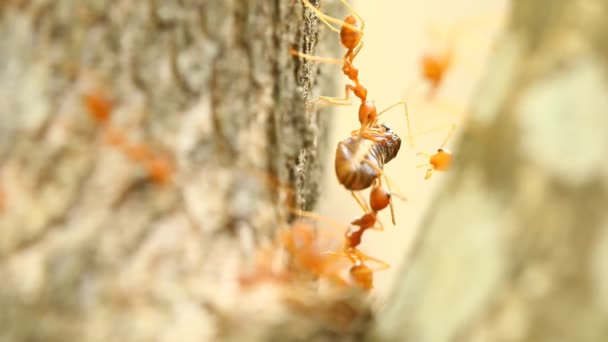 Formigas Subindo Ramo Árvore Chiangmai Tailândia — Vídeo de Stock