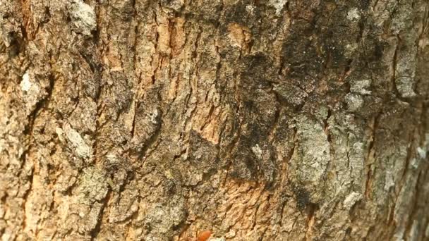 Fourmis Grimpant Sur Branche Arbre Chiangmai Thaïlande — Video