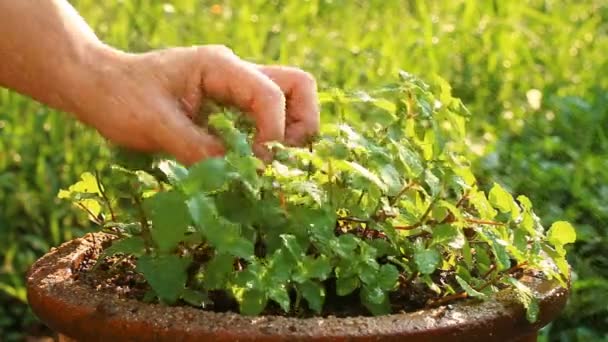 Uomo Irrigazione Menta Piperita Vaso Fuori Porta Chiangmai Thailandia — Video Stock