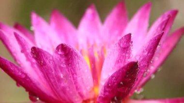 Göletteki pembe nilüfer çiçeğine yağmur yağıyor, Chiangmai Tayland