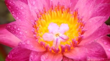 Göletteki pembe nilüfer çiçeğine yağmur yağıyor, Chiangmai Tayland