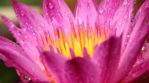 Rain Dropping Pink Lotus Pond Chiangmai Thailand — Stock Video