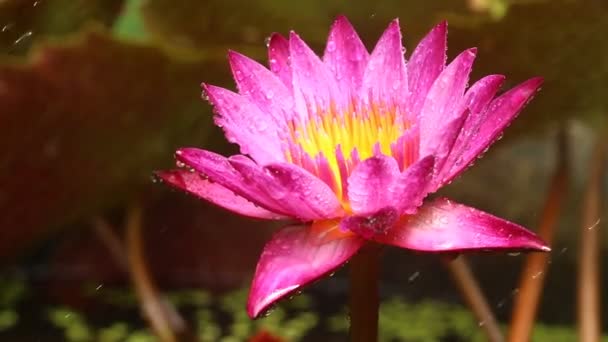 Regen Druppel Roze Lotus Vijver Chiangmai Thailand — Stockvideo