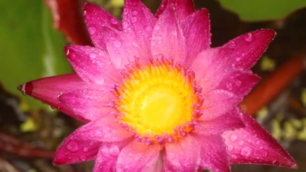 Lluvia Cayendo Sobre Loto Rosa Estanque Chiangmai Tailandia — Vídeos de Stock