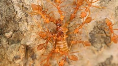 Isıran karıncalar ağaçta, dışarıda Chiangmai Tayland 'da dua ediyorlar.