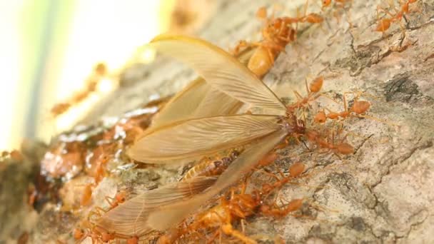 Fourmis Mordant Prier Sur Arbre Dehors Chiangmai Thaïlande — Video