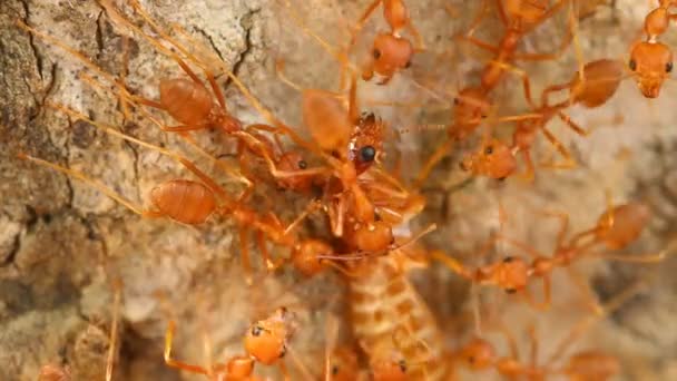 Formigas Mordendo Rezar Árvore Porta Fora Chiangmai Tailândia — Vídeo de Stock