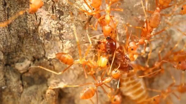 Hormigas Mordiendo Rezar Árbol Aire Libre Chiangmai Tailandia — Vídeo de stock