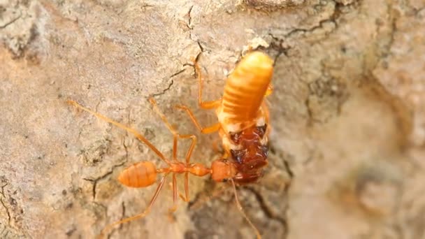 Hormigas Mordiendo Rezar Árbol Aire Libre Chiangmai Tailandia — Vídeo de stock