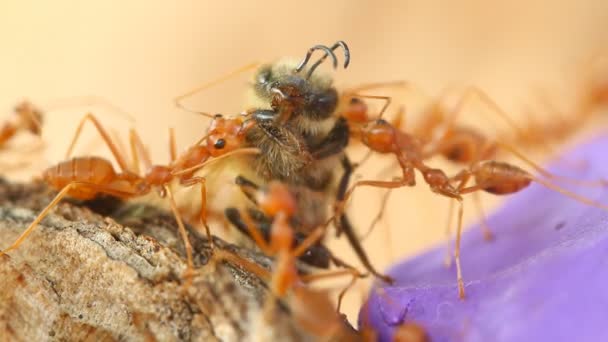 Fourmis Mordant Prier Sur Arbre Dehors Chiangmai Thaïlande — Video