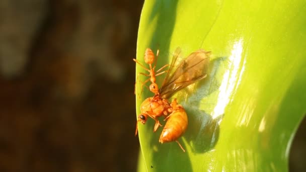Μυρμήγκια Δαγκώνουν Προσεύχονται Στο Δέντρο Έξω Από Την Πόρτα Chiangmai — Αρχείο Βίντεο