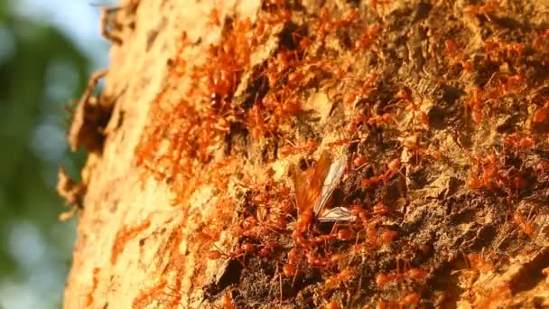 Ameisen Beißen Gebet Auf Baum Vor Der Tür Chiangmai Thailand — Stockvideo