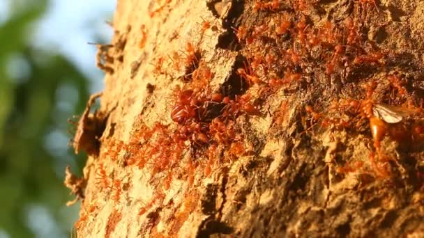Hormigas Mordiendo Rezar Árbol Aire Libre Chiangmai Tailandia — Vídeo de stock