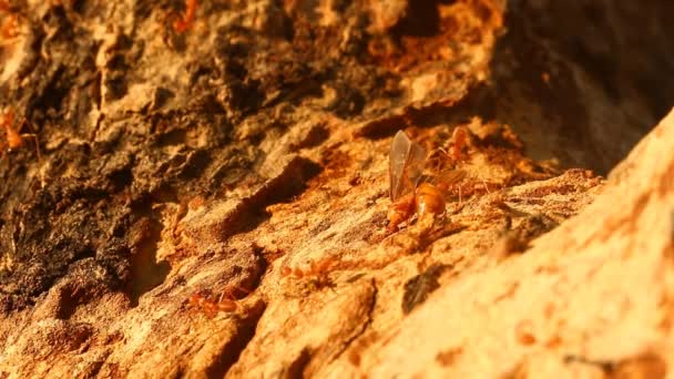 Ants Biting Pray Tree Out Door Chiangmai Thailand — Stock Video