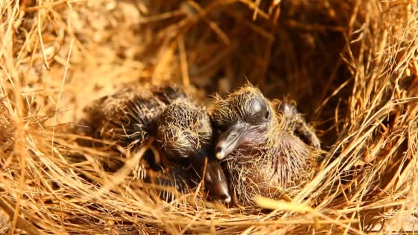 巣の中の赤ちゃん鳥 ドアの外 チェンマイタイ — ストック動画