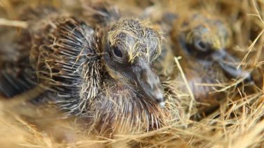 Yuvadaki yavru kuşlar, dışarıda Chiangmai Tayland