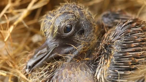 巣の中の赤ちゃん鳥 ドアの外 チェンマイタイ — ストック動画