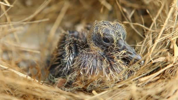 Baby Birds Nest Out Door Chiangmai Thailand — Stock Video