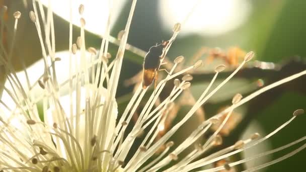 Abeille Mangeant Pollen Fleur Sur Arbre Chiangmai Thaïlande — Video