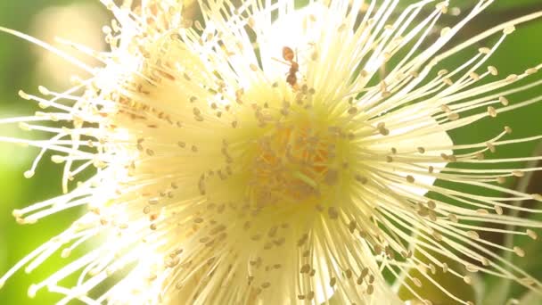 庭の白い花 チェンマイタイ — ストック動画