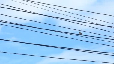 Küçük kuşlu bir grup tel, Chiangmai Tayland 'ın dışında.