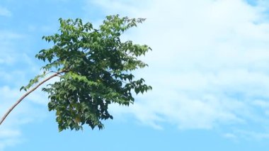 Tayland 'ın Chiangmai eyaletinde mavi gökyüzü geçmişine sahip yeşil yapraklar.