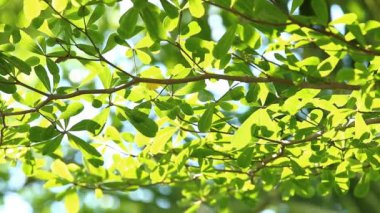 Ağaçlar, Tayland 'ın Chiangmai eyaletinde, gün ışığında rüzgarla hareket ediyor.