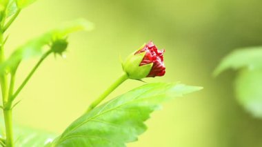 Güzel botanik fotoğrafı, doğal duvar kağıdı.
