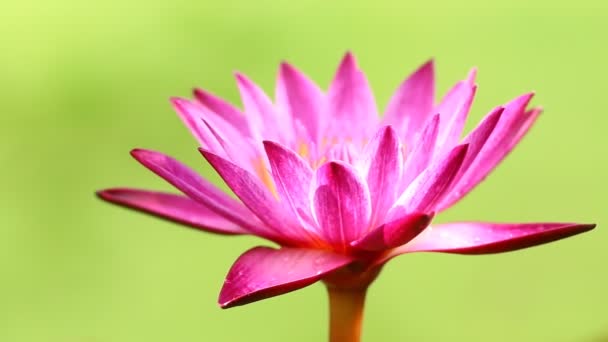 Piękny Kwiat Lotosu Zielonymi Liśćmi Ogrodzie Zbliżenie — Wideo stockowe
