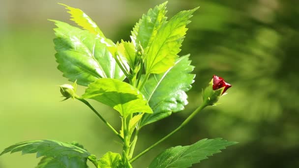 明るい花弁を持つ緑の植物 — ストック動画