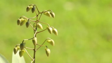 Bahçedeki Dendrobium Lindleyi Steud, Chiangmai Tayland 'ı kapatın.