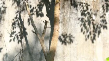 Duvarda gölgeler bırakır, Chiangmai Tayland açıklarında.