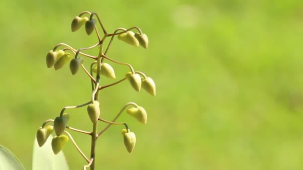 Закрийте Dendrobium Lindleyi Steud Саду Чіангмай Таїланд — стокове відео