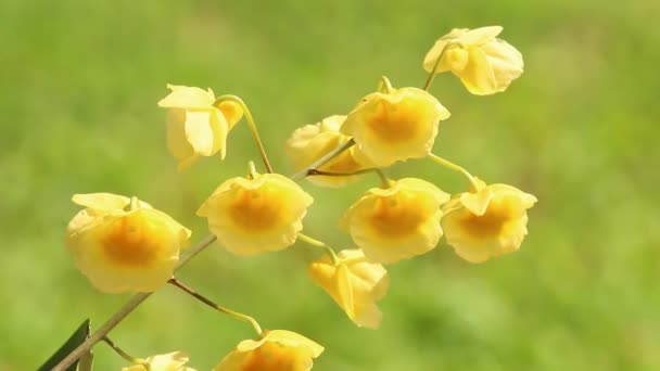 关在泰国清迈花园的Dendrobium Lindleyi Steud — 图库视频影像
