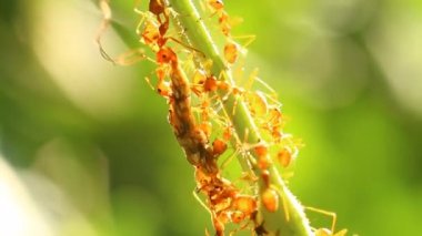 Isıran karıncalar ağaçta, dışarıda Chiangmai Tayland 'da dua ediyorlar.