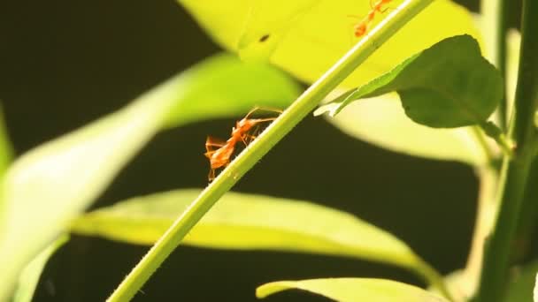 Hormigas Trepando Rama Árbol Chiangmai Tailandia — Vídeo de stock