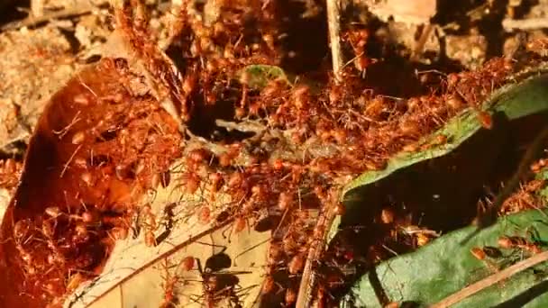 Mieren Bijten Bidden Het Blad Buiten Chiangmai Thailand — Stockvideo