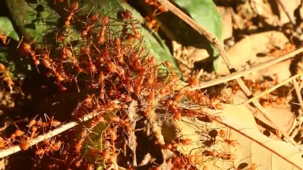 Ameisen Beißen Auf Das Blatt Vor Der Tür Chiangmai Thailand — Stockvideo