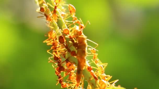 Ants Biting Pray Tree Out Door Chiangmai Thailand — Stock Video