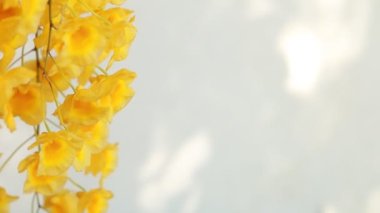 Dendrobium Lindleyi Steud, Chiangmai Tayland 'ı kapatın.