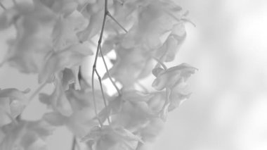 Dendrobium Lindleyi Steud 'u monokrom, Chiangmai Tayland' da kapatın.