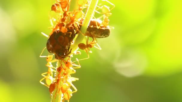 Mrówki Gryzące Modlić Się Drzewie Zewnątrz Chiangmai Tajlandii — Wideo stockowe