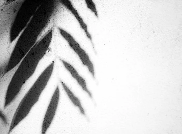 壁に影を残し 屋外チェンマイタイ — ストック写真